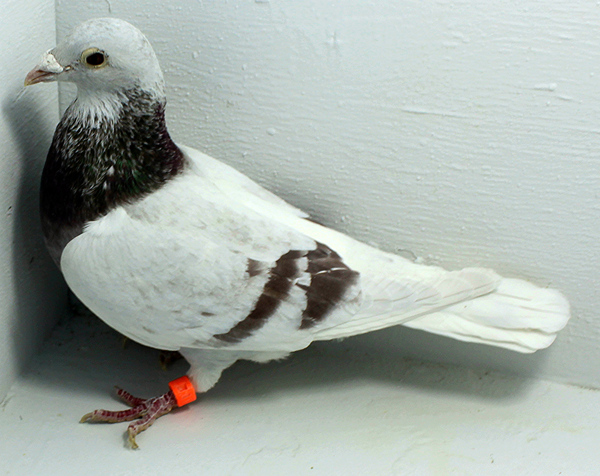 Band: AU 41440 AA 2025